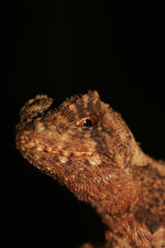 The head and neck of a reptile with mottled brown bumpy skin.