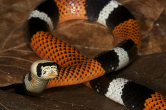 A snake with scales marked by wide bands of red, black and white, coiled on a brown leaf surface.