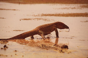 A large reptile with a long thick tail walking in muddy water. The long forked tongue is extended. Its body is covered with smooth scales mottled in color.
