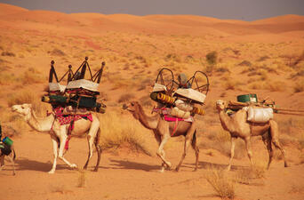 Three camels bearing furniture, rolled textiles, and other objects walking in a sandy desert with tufts of scrubby grass.