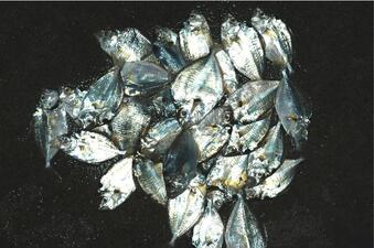 Several dozen silver-colored fish in a pile.