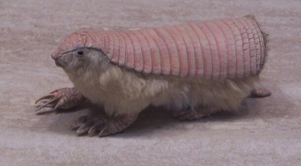A pink fairy armadillo—a small armadillo with a lightly colored dorsal shell and soft pale fur.