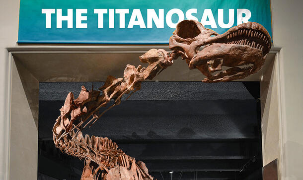 Head and neck of the titanosaur dinosaur model reaches out of the entrance to the room where it is displayed.