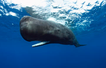 sperm whale pygv