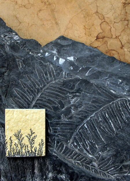 A close-up of a fossil fern is dark green and glassy. Small rectangle has mosslike pattern that looks like plant.