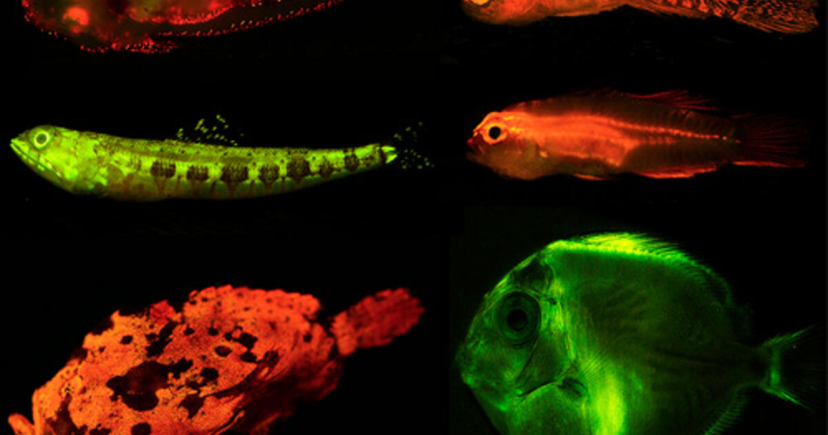 fishes that glow exploring