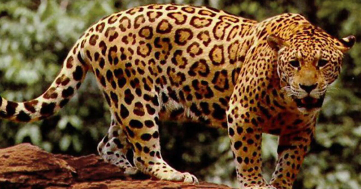 Jaguar An Indomitable Beast With Alan Rabinowitz Amnh