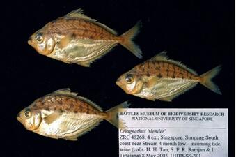 Three tan and silver fish with black markings and species label Leiognathus 'slender,' Raffles Museum of Biodiversity Research in Singapore.