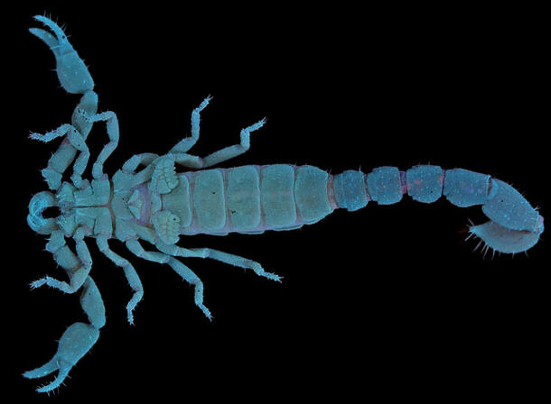 A ventral view of an image of a blue-colored scorpion against a black background.