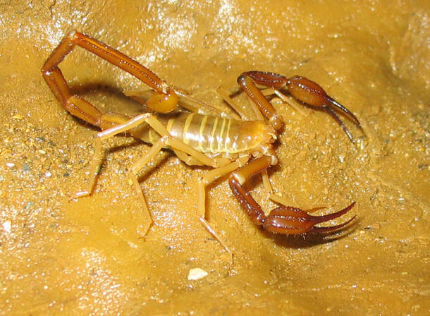 A brown-colored scorpion on a smooth stone surface.