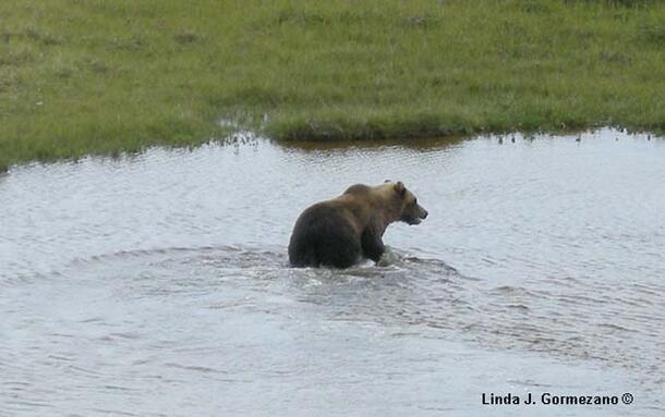A grizzly bear in a body of water.