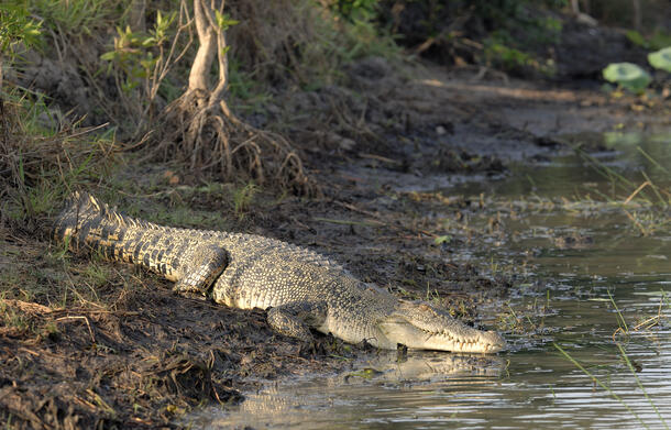 Saltwater Crocodile Photo