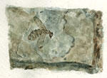 Shale fragment with imprint of a tiny winged insect.