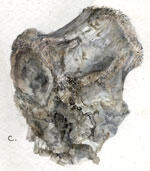 Drawing of dinosaur tail vertebra.