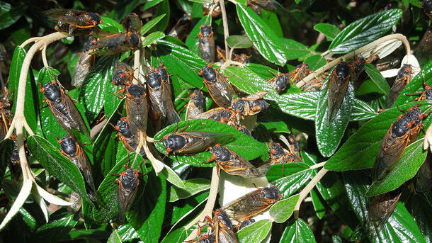17-Year Cicadas Emerge in Eastern U.S.