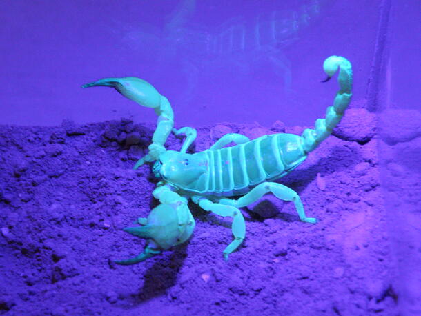 Scorpio palmatus scorpion photographed under ultraviolet light