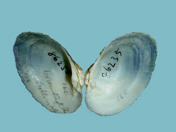 Interior halves of a bivalve mollusk shell, an Alasmidonta undulata.