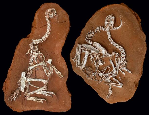 Two small Khaan mckennai dinosaur fossil skeletons preserved in two pieces of rock.