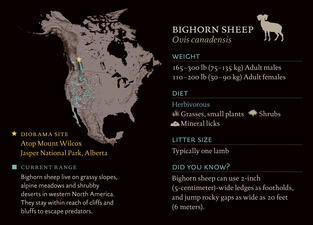 BighornSheep_dioramasite