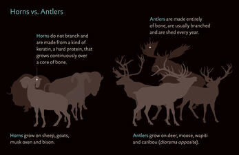 BighornSheep_hornsvsantlers