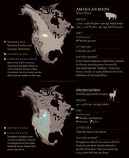 BisonPronghorn_dioramasite