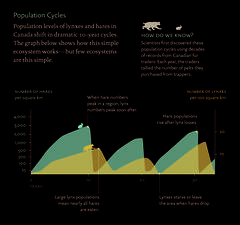 LynxAndHare_populationcycles