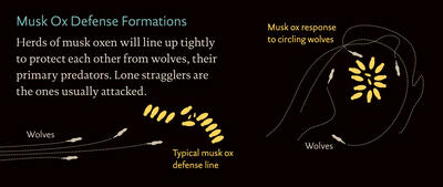 MuskOx_defenseformations