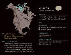 MuskOx_dioramasite