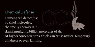 StripedSkunk_chemicaldefense