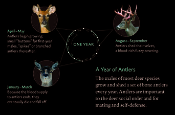 WhiteTailedDeer_YearOfAntlers