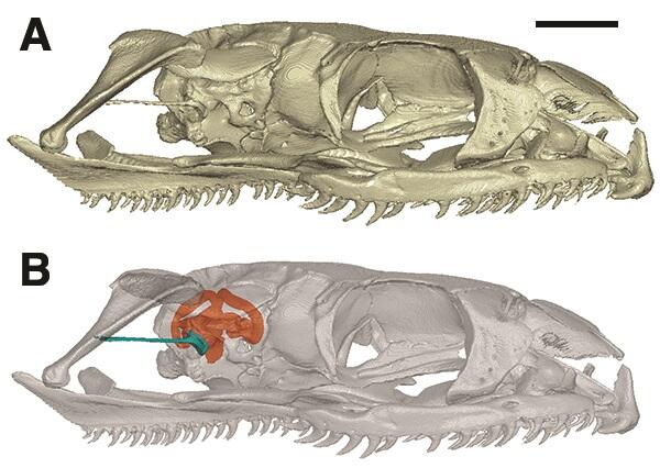 An image of a snake skull with a superimposed visualization showing the would-be location of the inner ear.