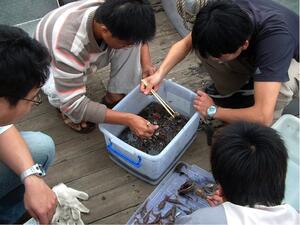 Four people on a wooden deck kneeling over a square plastic container of small fish.