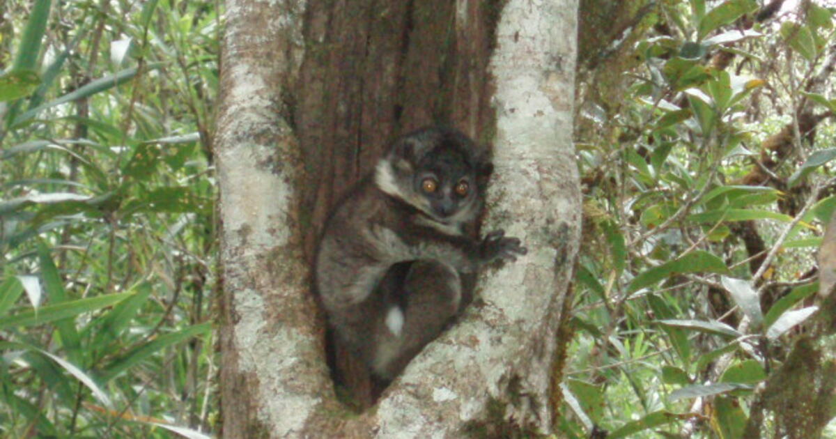 Madagascar Lemurs & Fruit Trees: Abundant Diversity Biology Diagrams