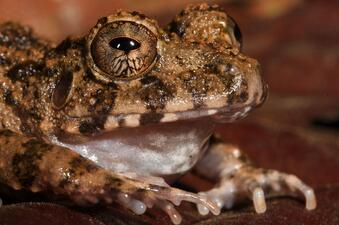 A close-up of the head, throat and forelimbs of a frog with bumpy brown-mottled skin, a white throat, large brown-mottled eyes and a wide mouth.