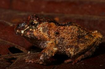 A frog with bumpy brown-mottled skin, gray and brown mottled eyes, dark markings on its face, and a dark stripe over its head and spine.