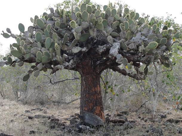 A tortoise rests beneath a cactus tree.