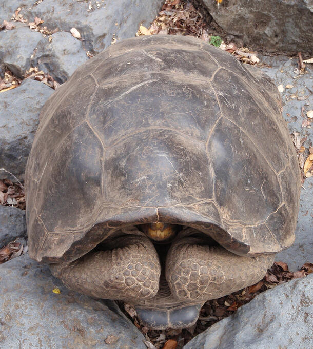 A large tortoise with its face retracted into the shell, resting on a rocky surface.