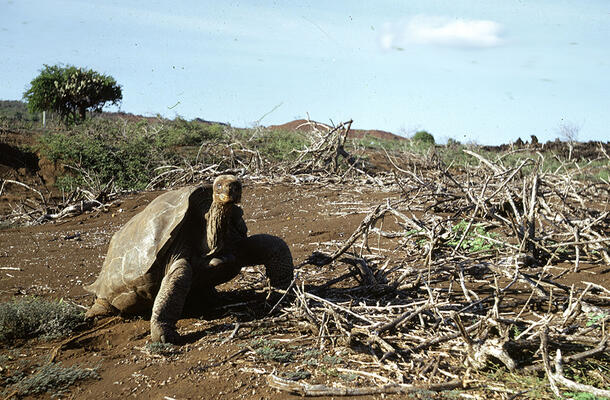 The giant tortoise Lonesome George walking on dirt beside piles of sticks.