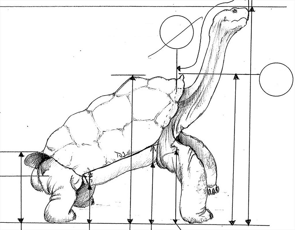 A line sketch of the giant tortoise Lonesome George with multiple arrowed lines indicating distances between feet and upper body.