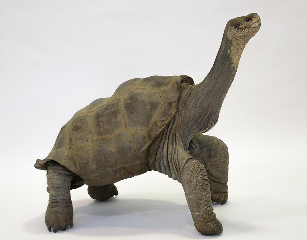 Taxidermy mount of the giant tortoise Lonesome George.