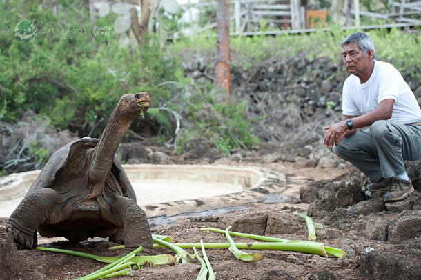 Giant tortoise Lonesome George standing and his caretaker Fausto Llerena, who is crouching next to him.