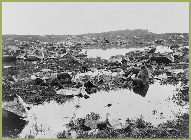 Tortoise remains scattered across swamp-like ground.