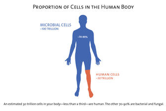 Graphic titled "Proportion of Cells in the Human Body" with outline of human color coded to compare 100 mil total microbial to 30 mil human cells.