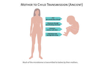 Graphic with arrows pointing from an illustration of a mother to the child to show how microbiome is transmitted to children.