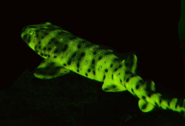 A catshark shown biofluorescing in green.