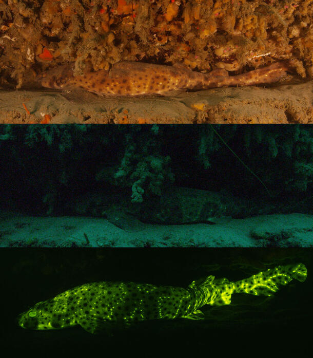 Three stacked images of a swell shark in different lighting: bright light (top), dark natural light (middle), and bioluminescent on the bottom.