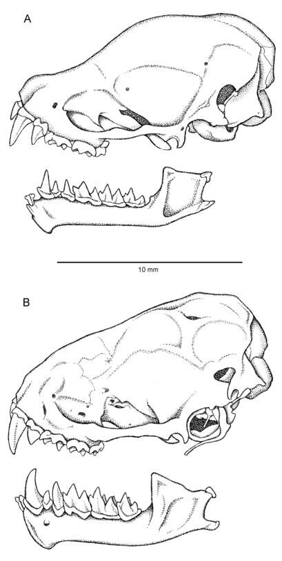 Line drawings of the skull of the holotype of Synemporion keana (above, labeled "A"), compared with the Hawaiian hoary bat (below, labeled "B").