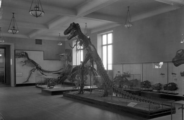 T. rex skeleton displayed standing upright