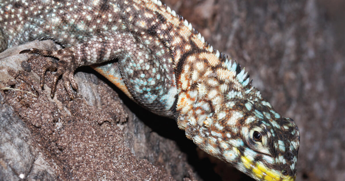 New Lizard Species Discovered by Museum Graduate Student AMNH