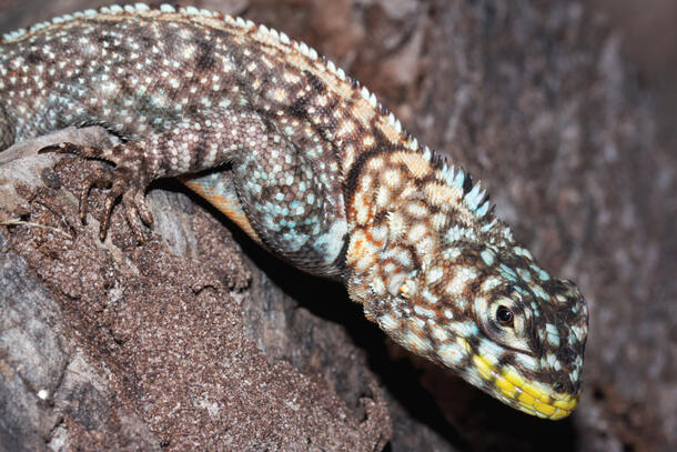 A Tropidurus lagunablanca lizard with patterned scales and a brightly colored mouth.